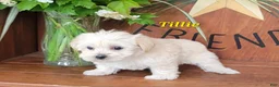 Morkie dogs for sale: Tilly - Ad 3