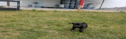 Labrador Retriever dogs for sale: Black Female (Pink) - Ad 3
