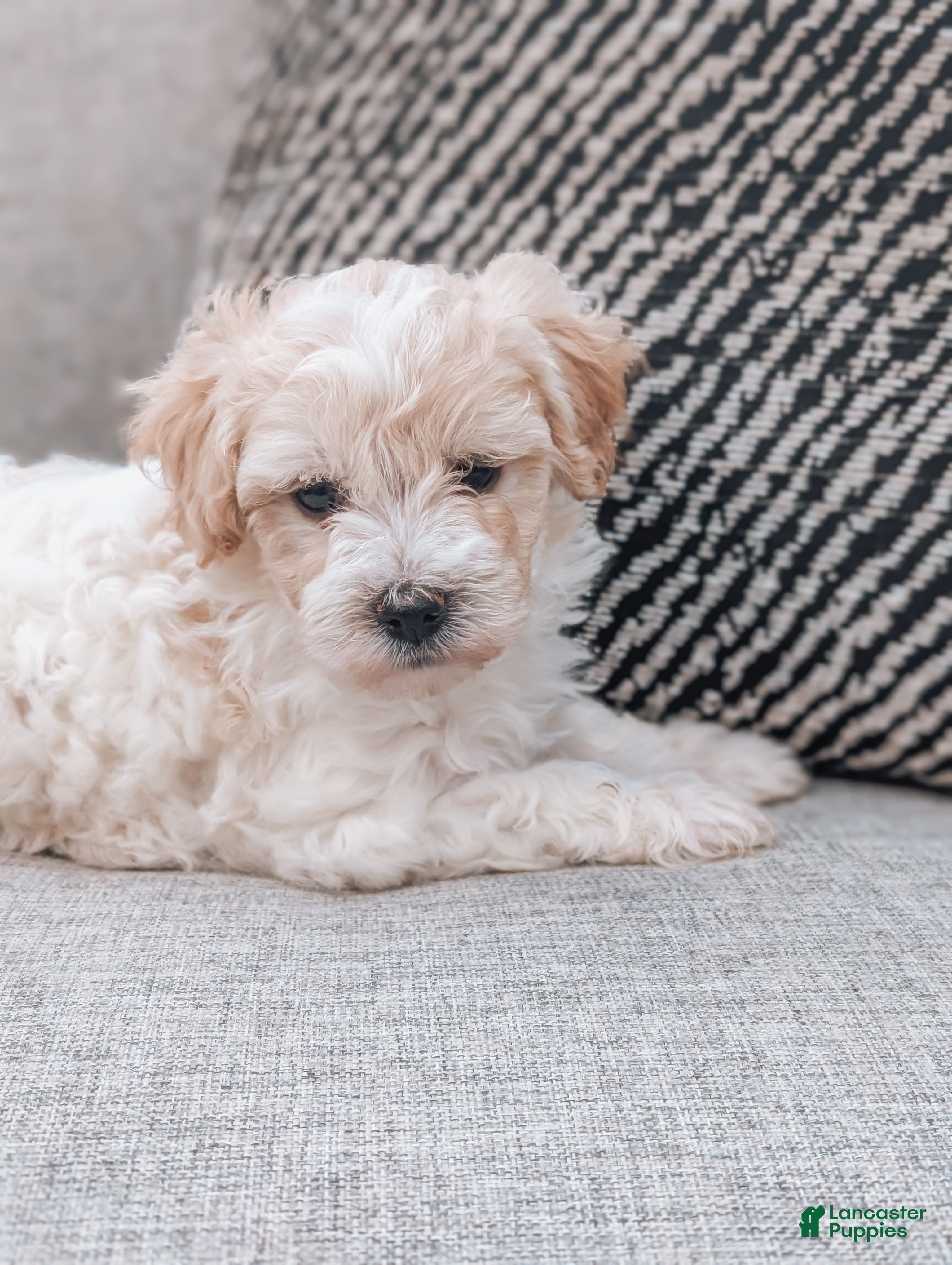 Havanese dogs Timmy - Ad 2