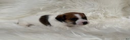 Jack Russell Terrier dogs for sale: Chloe number 1 - Ad 3