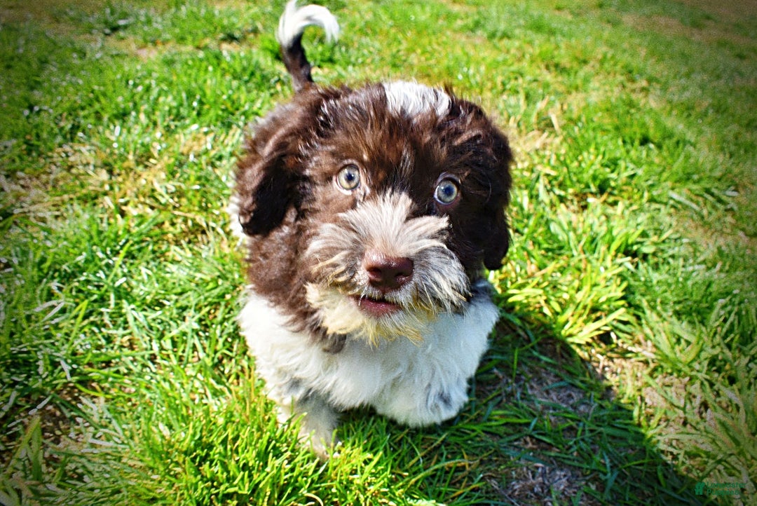 Havapoo dogs for sale: Higgins - Ad 13