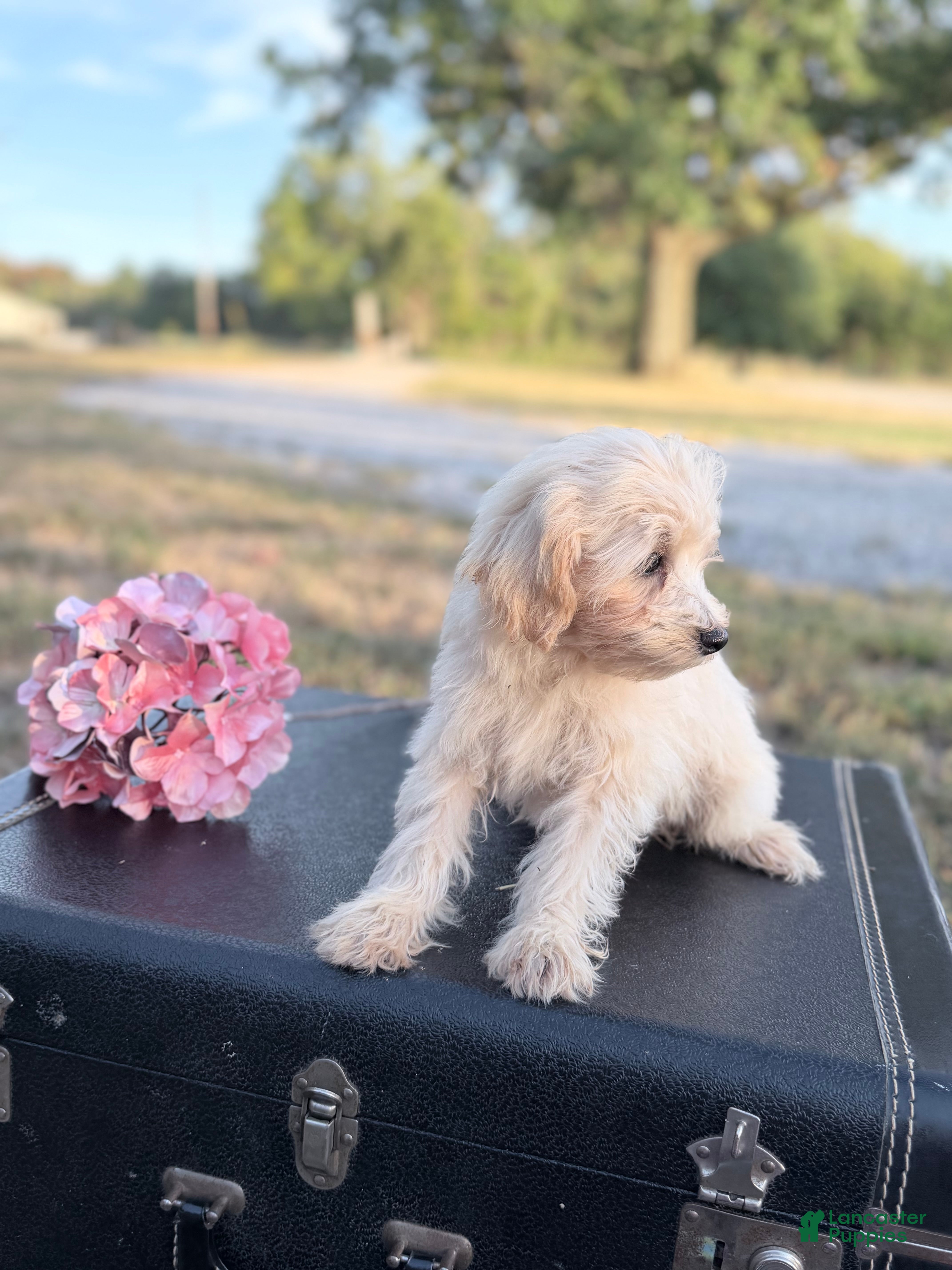 Maltipoo dogs Kip - Ad 2