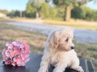 Maltipoo dogs Kip - Ad 2