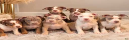 American Bully dogs for sale: American Bully Male - 1 - Ad 4