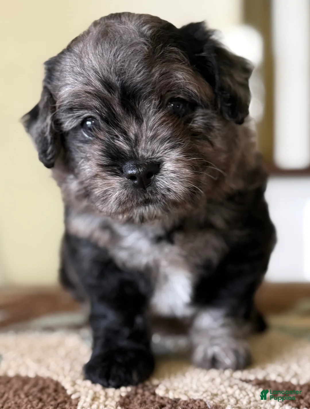 Mixed Breed dogs for sale: Chip - Ad 1