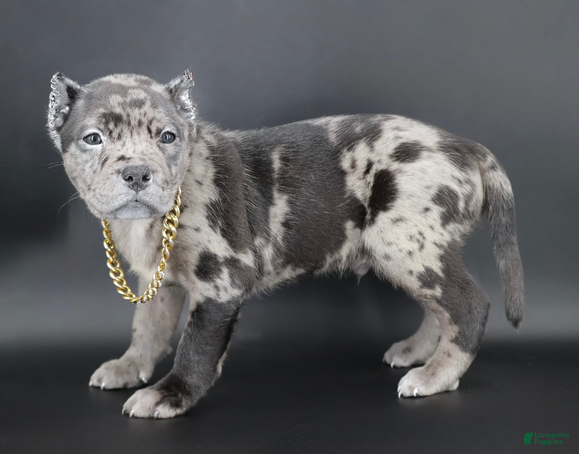 American Bully dogs Vow - Ad 19