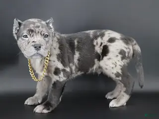 American Bully dogs Vow - Ad 19