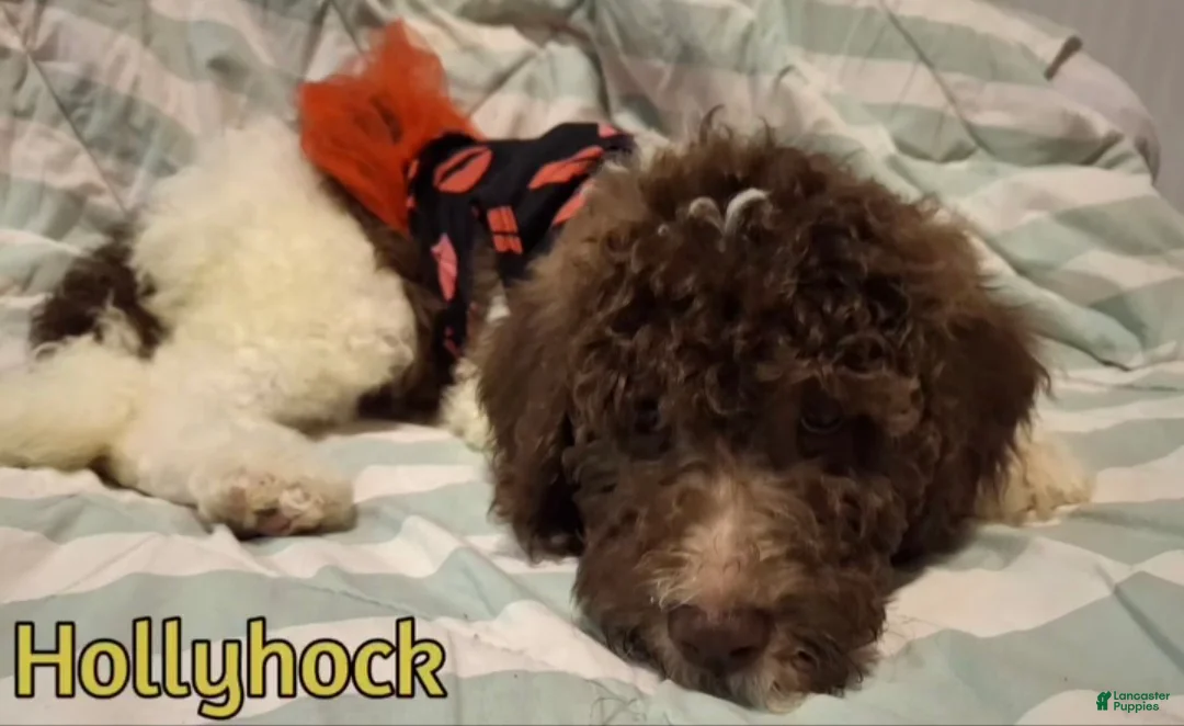 Labradoodle dogs for sale: Holly-CRATE & POTTY trained - Ad 8