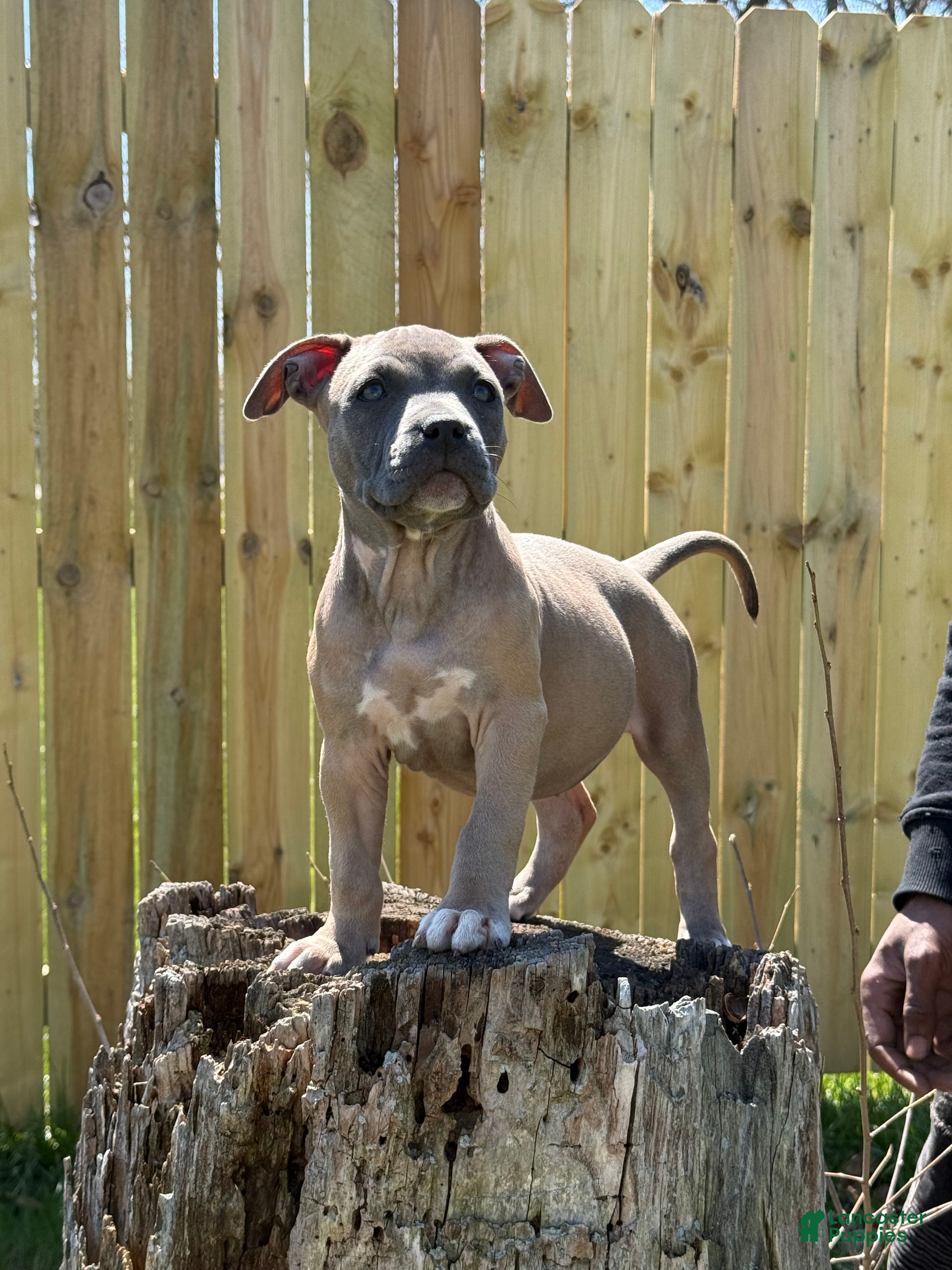 American Bully dogs American Bully 1 - Ad 39