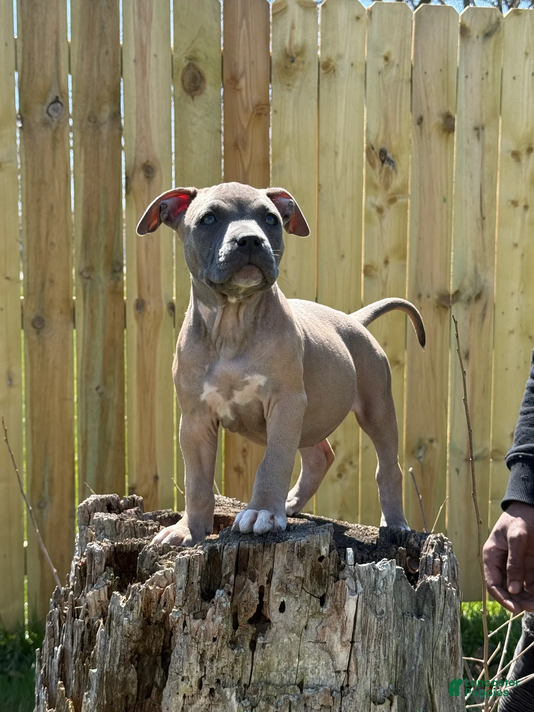 American Bully dogs for sale: American Bully 1 - Ad 1