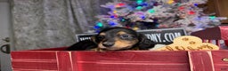 Miniature Dachshund dogs for sale: Import Akc PRA clear - Ad 1