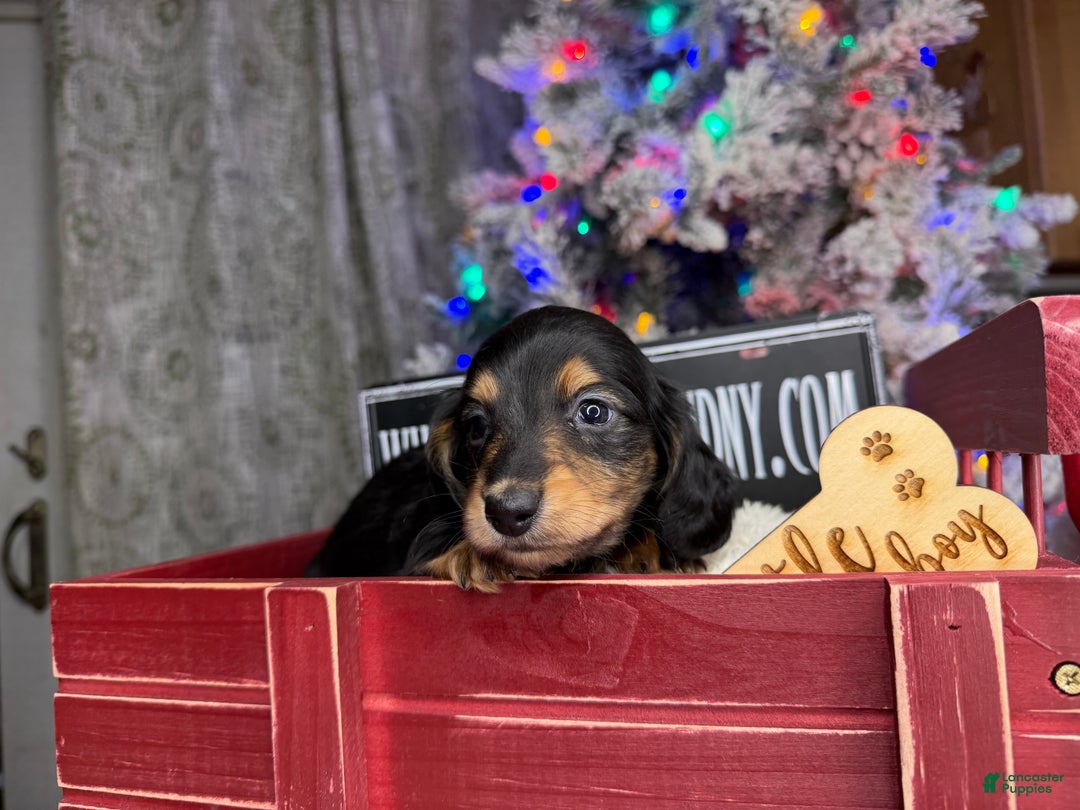 Miniature Dachshund dogs for sale: Import Akc PRA clear - Ad 1