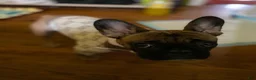 French Bulldog dogs for sale: Luna - Ad 4
