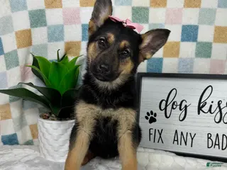 German Shepherd dogs Gigi - Ad 6