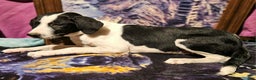 Border Collie dogs for sale: Dolly - Ad 18