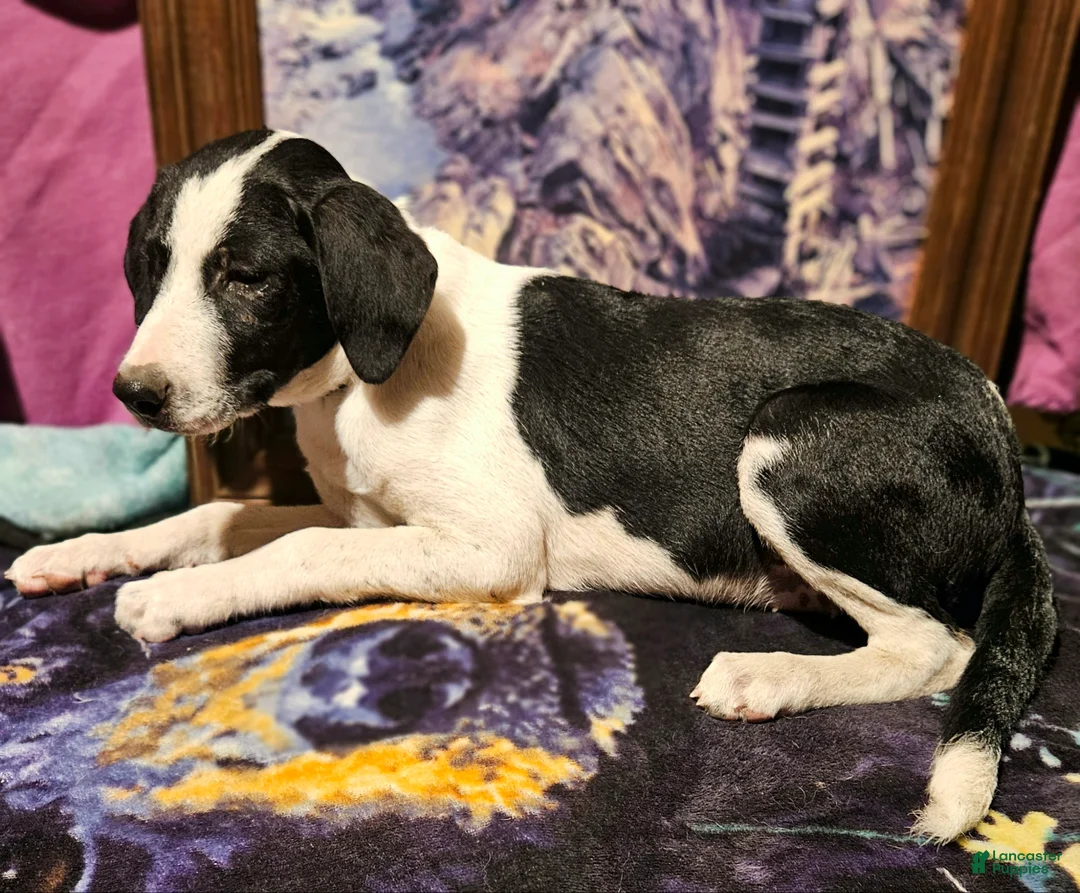 Border Collie dogs for sale: Dolly - Ad 18