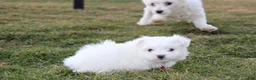 Maltese dogs for sale: Button  - Ad 10