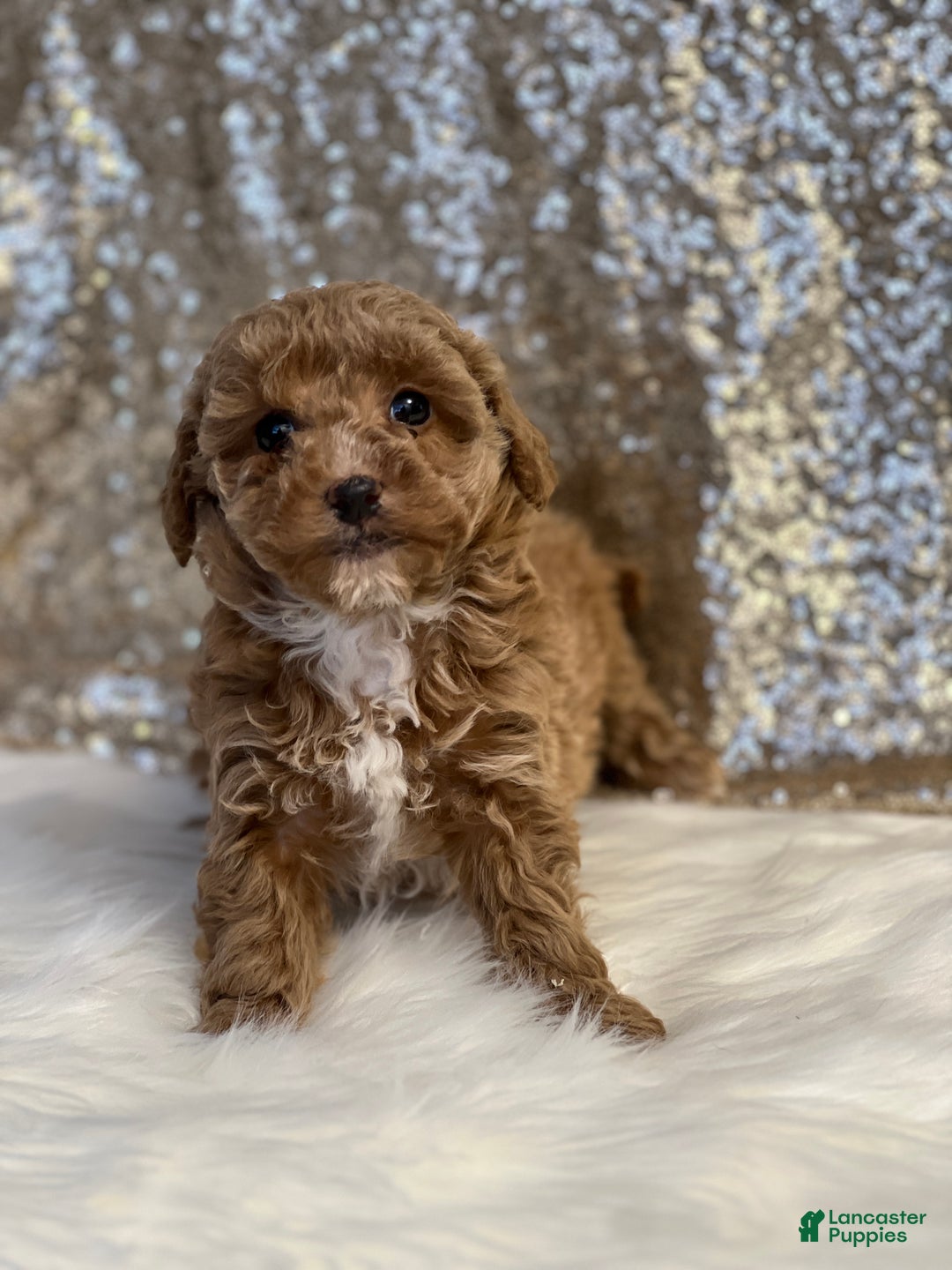 Miniature Poodle dogs for sale: Carmel  - Ad 2