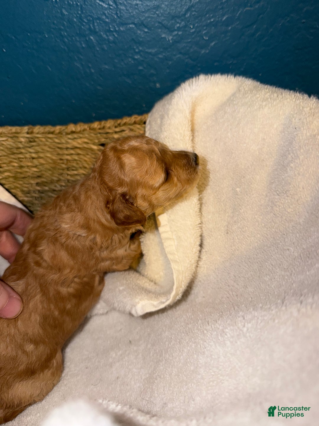 Miniature Poodle dogs for sale: AKC Miniature Poodle Puppy White - Ad 14