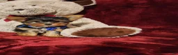 Yorkshire Terrier dogs for sale: PEANUT - Ad 6
