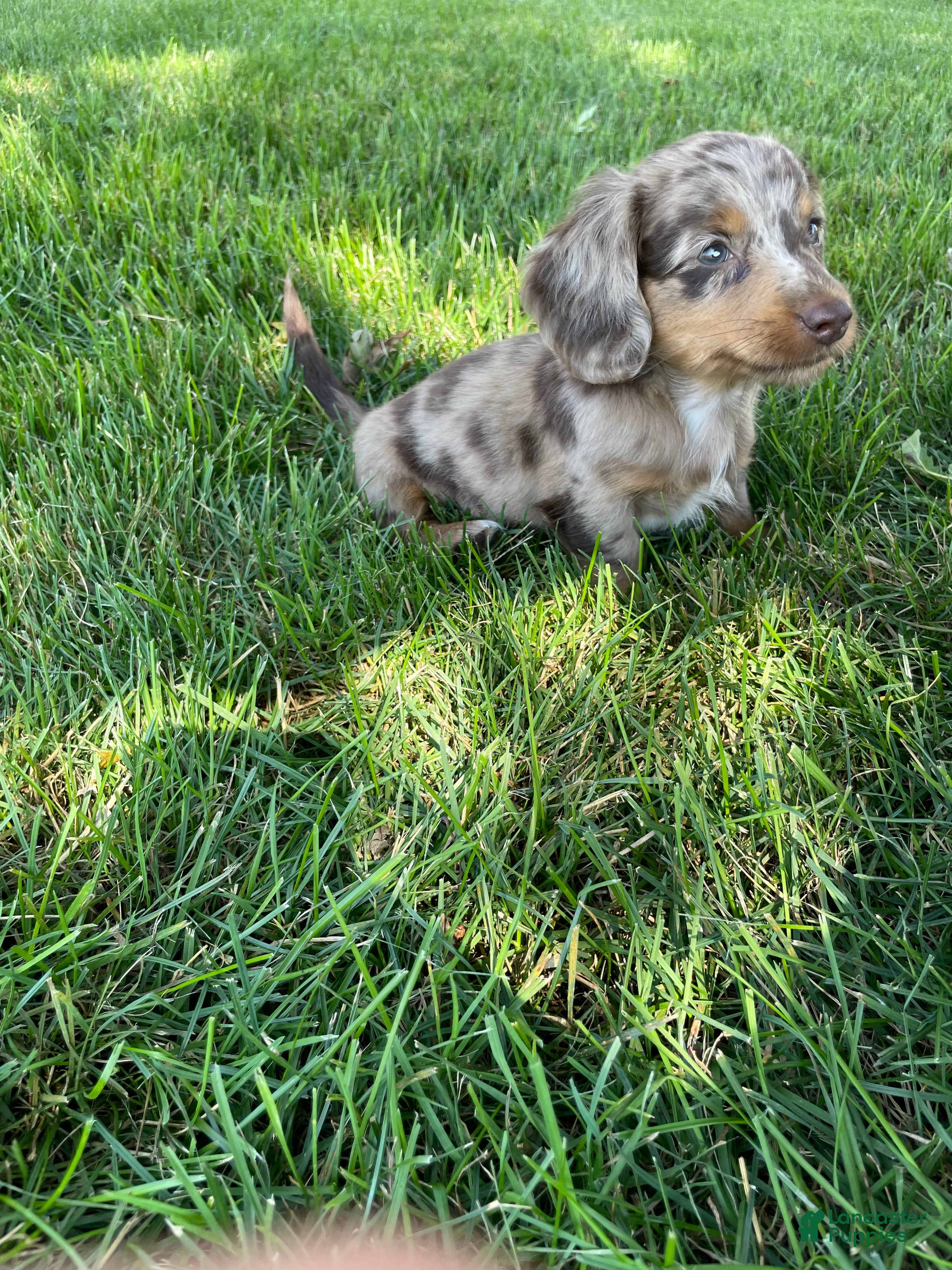 Miniature Dachshund dogs Davy - Ad 2