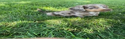 Miniature Dachshund dogs for sale: Davy - Ad 2