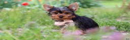 Yorkshire Terrier dogs for sale: Connor - Ad 5
