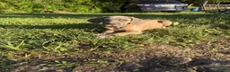 Cane Corso dogs for sale: Cane Corso 1 - Ad 10