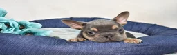 French Bulldog dogs for sale: Blazer  - Ad 3