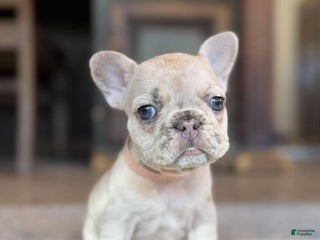 French Bulldog dogs - Ad 2