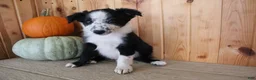 Mixed Breed dogs for sale: Boss - Ad 4