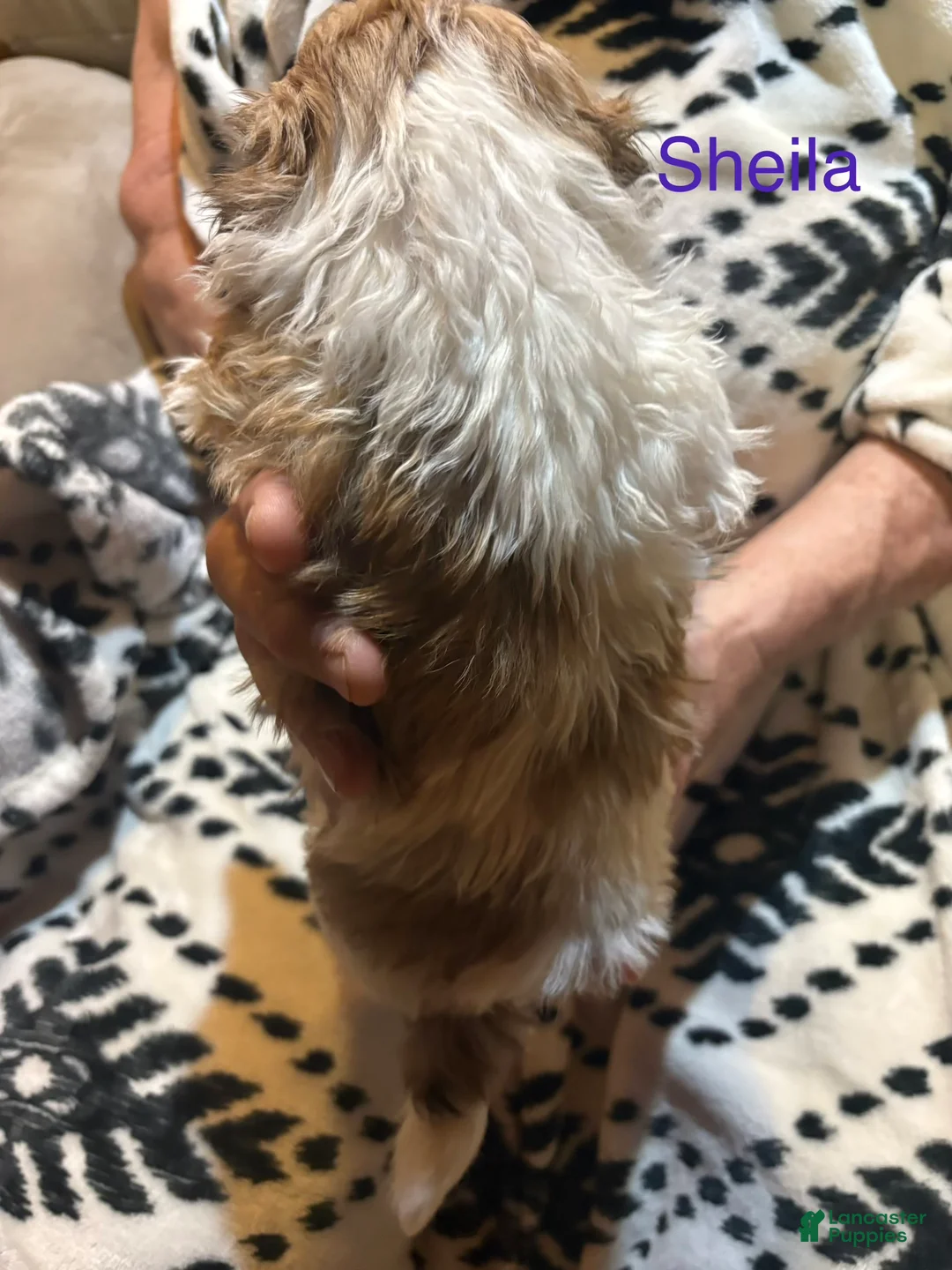 Shih Tzu dogs for sale: Sheila  - Ad 2