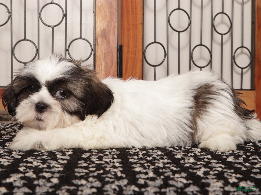 Shih Tzu dogs walis - Ad 2