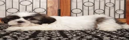Shih Tzu dogs for sale: walis - Ad 2