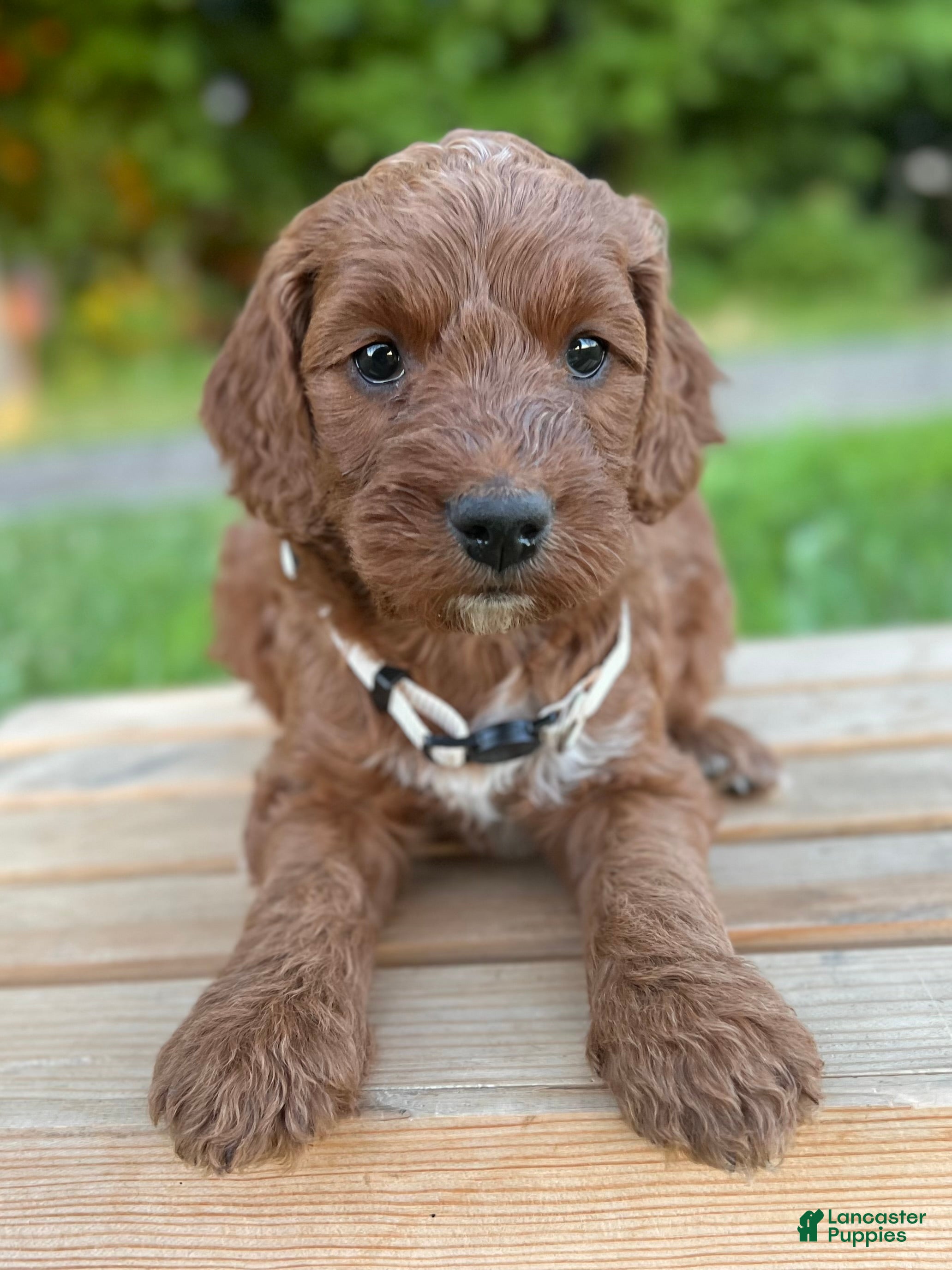 Irish Doodle dogs Juniper - Ad 1