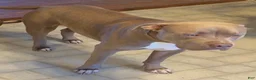 American Bully dogs for sale: American Bully 1 - Ad 8