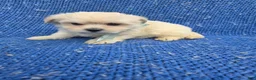 Malshi dogs for sale: Jojo  - Ad 1