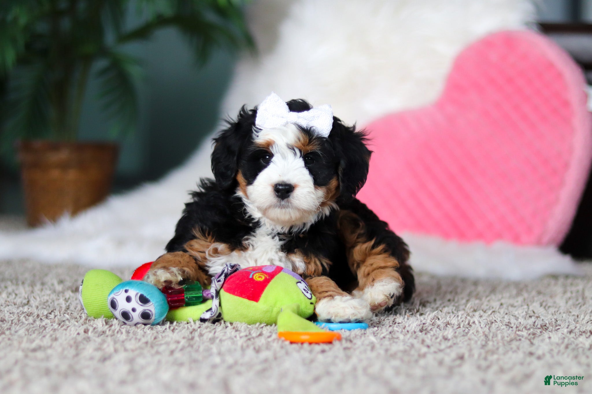 Mini Bernedoodle dogs Amethyst - Ad 2