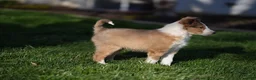 Shetland Sheepdog dogs for sale: BOOMER  - Ad 2