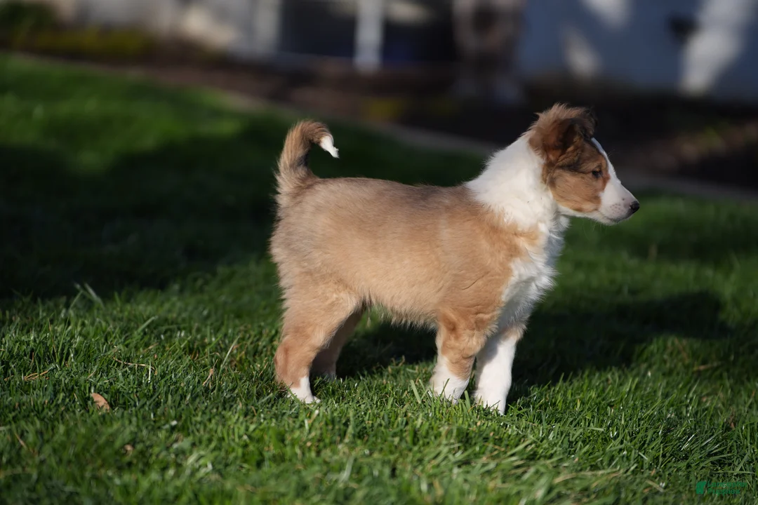 Shetland Sheepdog dogs for sale: BOOMER  - Ad 2