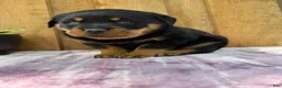 Rottweiler dogs for sale: Titan - Ad 6