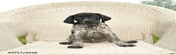 German Shorthaired Pointer dogs for sale: Duke - Ad 3