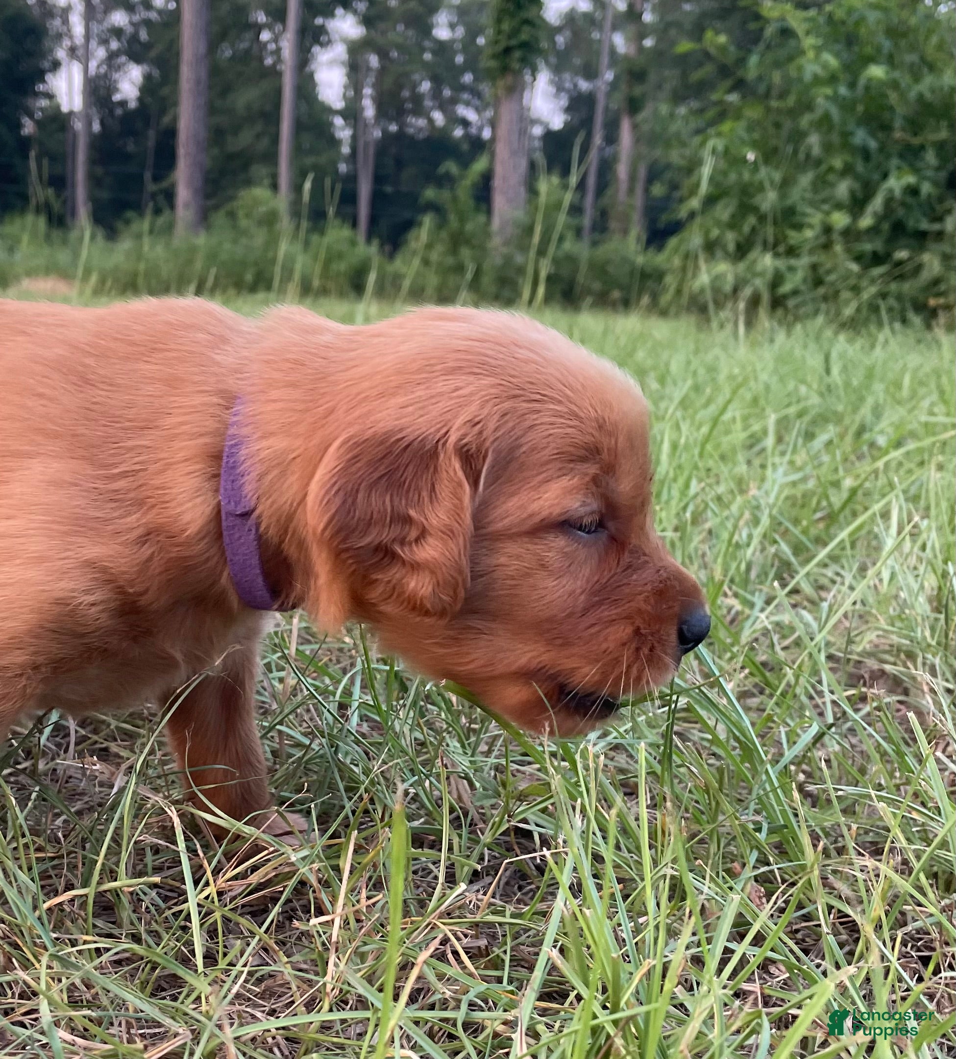 Golden Retriever dogs for sale: Golden Retriever 1 - Ad 4