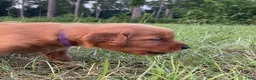 Golden Retriever dogs for sale: Golden Retriever 1 - Ad 1