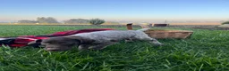 German Shorthaired Pointer dogs for sale: Sierra❤️AKC ready to go home today - Ad 4