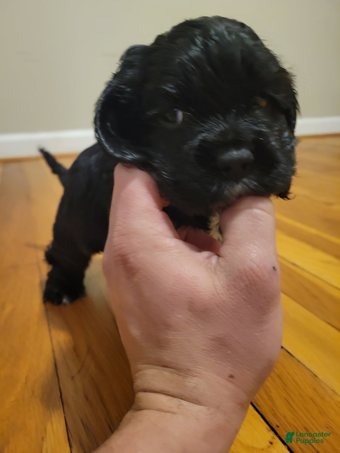 Cocker Spaniel dogs for sale: Cocker Spaniel Puppy 6 - Ad 1