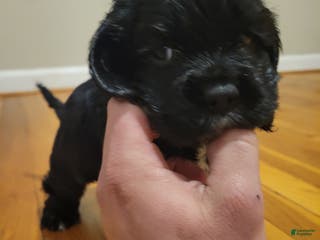 Cocker Spaniel dogs Cocker Spaniel Puppy 6 - Ad 41