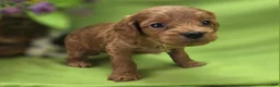 Cavapoo dogs for sale: Grub - Ad 24