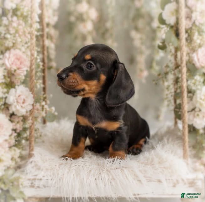 Miniature Dachshund dogs Lorenzo   1.10lbs on 6/30 - Ad 2