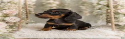 Miniature Dachshund dogs for sale: Lorenzo   1.10lbs on 6/30 - Ad 2